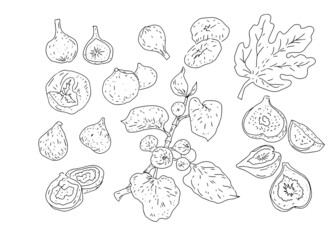 
Fig fruit fruits garden leaves twigs nature wild graphic illustration hand drawn set of individual elements isolated on white background