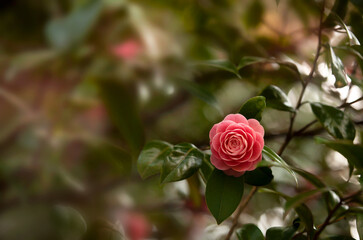 dark natural background with pink camellia flower