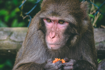 Makaken Affen im Kam Shan Country Park oder auch Monkey Mountain in Hong Kong