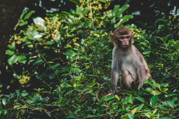 Makaken Affen im Kam Shan Country Park oder auch Monkey Mountain in Hong Kong