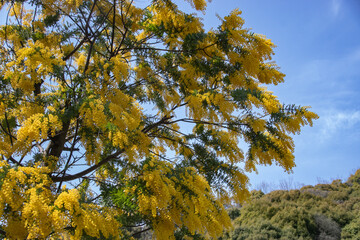満開のミモザアカシア　和歌山県岩出市