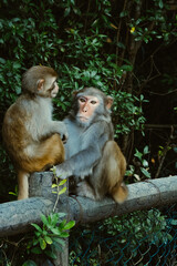 Makaken Affen im Kam Shan Country Park oder auch Monkey Mountain in Hong Kong