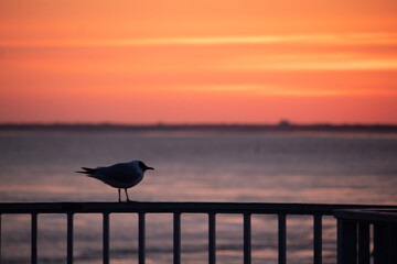 birds on the pier