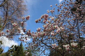 Blooming magnolia with white-pink flowers against the blue sky in the park in early spring