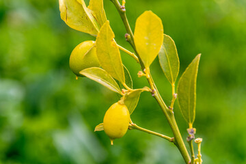Fruto del limequat en la rama del árbol