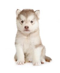 Obraz premium Cute Alaskan Malamute puppy sits isolated on a white background