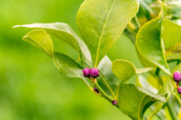 Limonero en flor con sus botones rosas