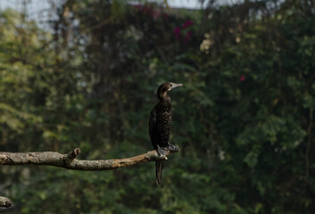 Indian Cormorant a fishing bird found in Wetland of West Bengal India Asia