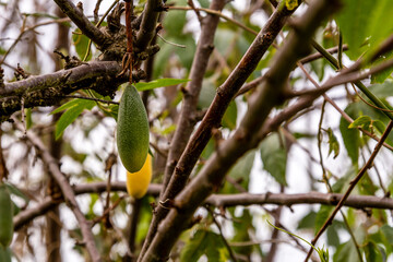 Maracuya entre ramas de un árbol