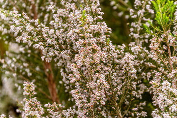 Brezo con sus ramas verdes y flores blancas
