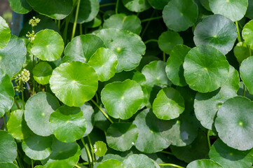 Obraz premium Close up of Daun Pegagan, Centella asiatica leaves, in shallow focus