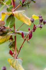 Arbusto con hojas verdes, amarillas y rojas