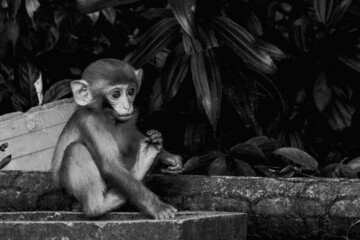 Makaken Affen im Kam Shan Country Park oder auch Monkey Mountain in Hong Kong