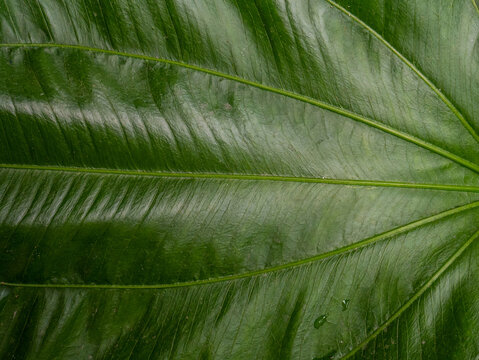 The Echinodorus cordifolius leaf close up image for background