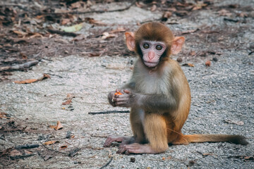 Obraz premium Makaken Affen im Kam Shan Country Park oder auch Monkey Mountain in Hong Kong