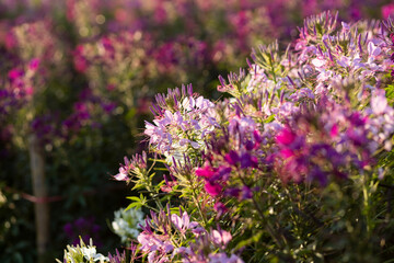 The flower is named cleome sparkler mix in the garden because of the experimental plot. in Thailand during the winter flowers are white pink and purple flowers are in full bloom