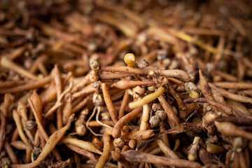 Many Kaempferia on the ground. Kaempferia that grows naturally that villagers in the forest sell. Herbs that have many medicinal properties in Thailand