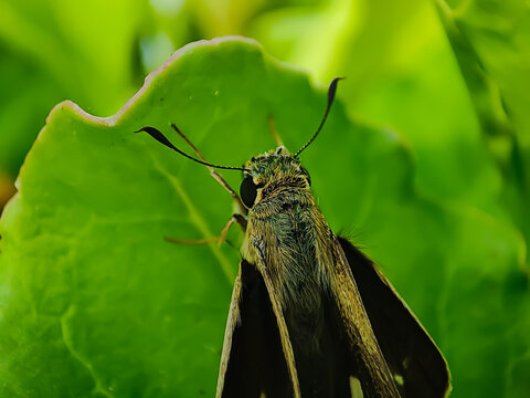 Big Rice Swift On A Leaf