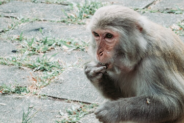 Makaken Affen im Kam Shan Country Park oder auch Monkey Mountain in Hong Kong