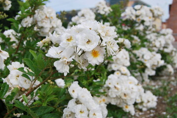 Flowering of bush roses