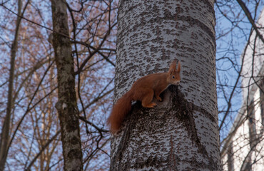 Squirrel