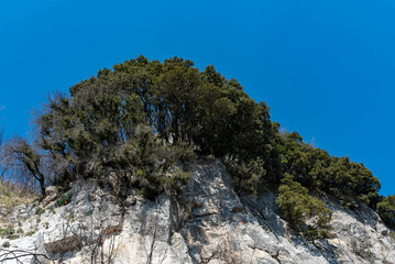 alberi nella roccia