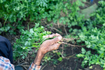 selective focus coriander root in the hands of an elderly gardener in the background of coriander garden growing abundantly in perfect soil in agricultural fields in Thailand