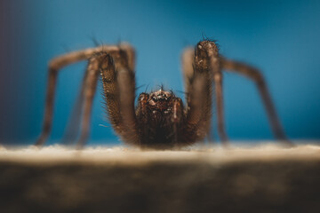 Spider on the wooden plank.