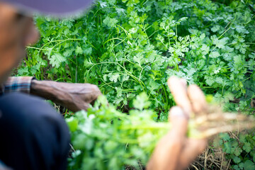 selective focus green coriander matures in farmers' fields in Thailand
