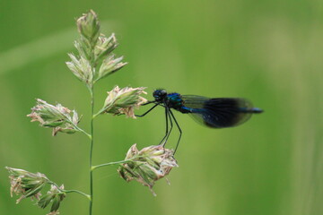 Banded Demoiselle Fly