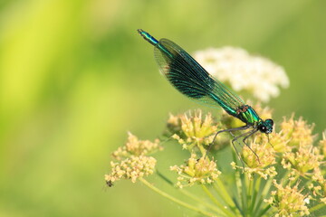 Banded Demoiselle Fly