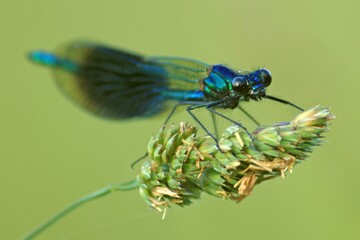 Banded Demoiselle Fly