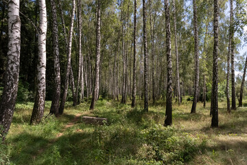 Beautiful birch grove in spring or summer time on a sunny day