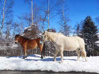 Scenery of yakut and bashkir horses in a snowy field