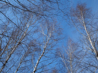 Fototapeta na wymiar White birch. Birch branches against the blue sky.