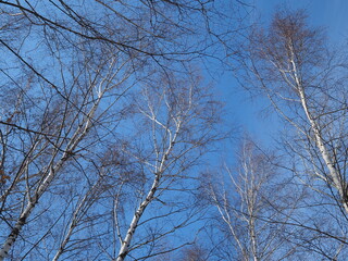 Obraz premium White birch. Birch branches against the blue sky.