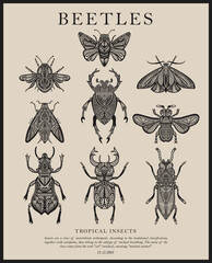 Big collection of vector insect sketches with patterns. beetles and butterflies. Set of entomological drawings. Outlines of insects for print, banner, poster, tattoo, card design. - obrazy, fototapety, plakaty