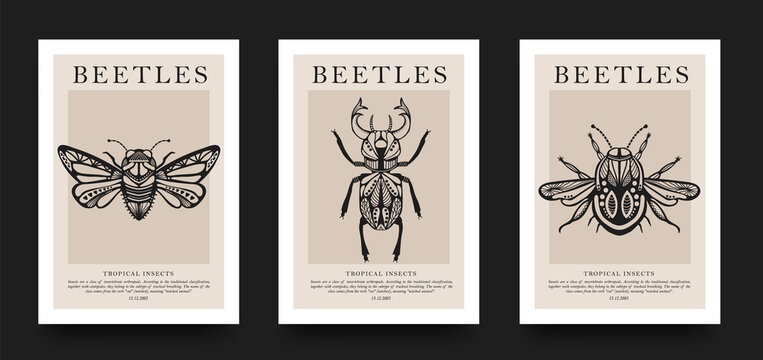 Poster collection. Vector detailed sketches of insects with patterns. Hand drawing beetles. Set of entomological drawings. Beetle outlines for print, banner, poster, tattoo, card design.