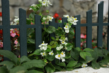 Colorful garden border, fenced backyard. View of blooming flower beds, white flowers on the...