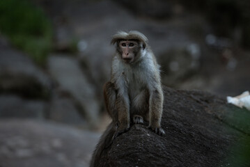 A portrait of sad macaque monkey sitting on a stone on a blurred water background