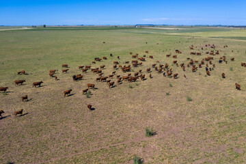 Cows fed with natural grass in pampas countryside, Patagonia, Argentina.