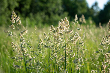 Cocksfoot. Meadow summer plant. Scenery.