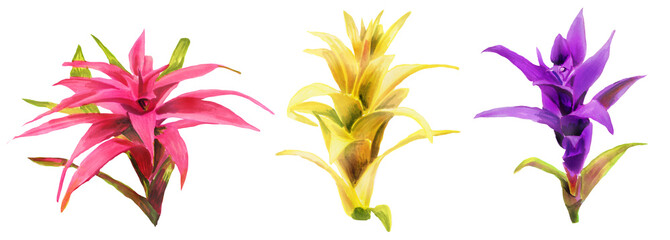 Fototapeta na wymiar Horizontal Watercolor hand painting illustration with Bromeliaceae flowers. Spring or summer flowers for invitation, wedding or greeting card. Botanical illustration of a bromeliads