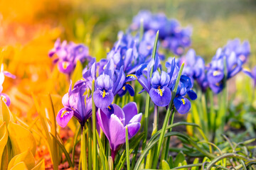 Bright colorful spring crocuses close-up. Blue flowers Iris versicolor beautifully blooming in the...