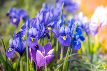 Bright colorful spring crocuses close-up. Blue flowers Iris versicolor beautifully blooming in the...