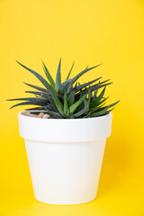Succulent or cactus on a yellow background. Home gardening concept.