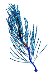 3D Rendering Alien Plant on White