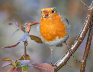 Singendes Rotkehlchen im Baum