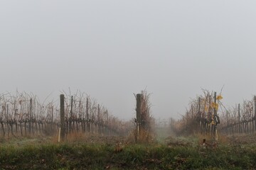 Panorama della campagna toscana in autunno con la nebbia coltivazioni di vite e cipressi nel chianti