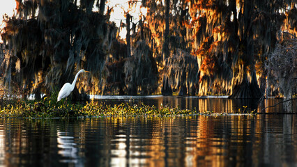 Egret in the beautiful cypress swamps in the USA during autumn